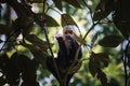 White-headed Capuchin, black monkey sitting on tree branch in the dark tropical forest. Royalty Free Stock Photo
