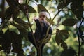 White-headed Capuchin, black monkey sitting on tree branch in the dark tropical forest. Royalty Free Stock Photo