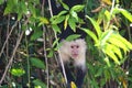 White-headed capuchin, bright eyes Royalty Free Stock Photo