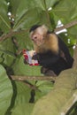 White-headed capuchin at Cahuita national park Royalty Free Stock Photo