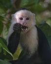 White-headed capuchin Cebus capucinus, Costa Rica