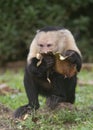 White-headed capuchin Cebus capucinus, Costa Rica