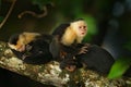 White-headed Capuchin, Cebus capucinus, black monkey sitting on the tree branch in the dark tropic forest, animal in the nature ha