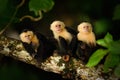 White-headed Capuchin, Cebus capucinus, black monkey sitting on the tree branch in the dark tropic forest, animal in the nature ha Royalty Free Stock Photo