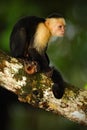 White-headed Capuchin, Cebus capucinus, black monkey sitting on the tree branch in the dark tropic forest, animal in the nature ha