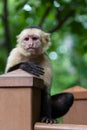 White-headed capuchin - Cebus capucinus Royalty Free Stock Photo