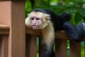 White-headed capuchin - Cebus capucinus Royalty Free Stock Photo