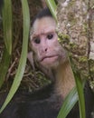 White-headed capuchin Cebus capucinus portrait, Costa Rica