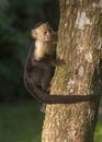 White-headed capuchin Cebus capucinus, Costa Rica