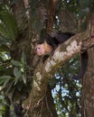 White-headed capuchin Cebus capucinus, Costa Rica