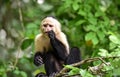 The white-headed capuchin Cebus capucinus. AKA White-faced capuchin or white-throated capuchin.