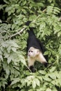 White headed capuchin Cebus capucinus in rain forest