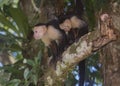 Two White-headed capuchin Cebus capucinus, Costa Rica