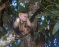 White-headed capuchin, Costa Rica