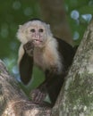 White-headed capuchin Cebus capucinus, Costa Rica