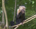 White-headed capuchin Cebus capucinus, Costa Rica