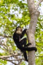 White-headed capuchin - Cebus capucinus