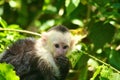 White-headed capuchin, eating Royalty Free Stock Photo