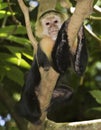 White-headed capuchin Royalty Free Stock Photo