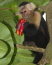 White-headed capuchin Royalty Free Stock Photo