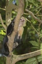White-headed capuchin Royalty Free Stock Photo
