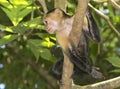 White-headed capuchin Royalty Free Stock Photo