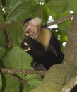 White-headed capuchin Royalty Free Stock Photo