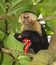 White-headed capuchin Royalty Free Stock Photo
