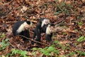 White-headed capuchin Royalty Free Stock Photo