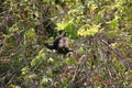 White-headed capuchin hidden. Royalty Free Stock Photo