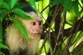White-headed capuchin hiding, side profile Royalty Free Stock Photo