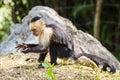 White-headed capuchin looking for food - Cebus capucinus