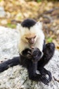 White-headed capuchin looking at food - Cebus capucinus Royalty Free Stock Photo