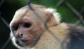 White headed capuchin monkey in cage in Costa Rica