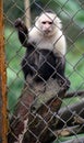 White headed capuchin monkey in cage in Costa Rica