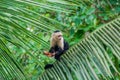 White-headed capuchin monkey Cebus capucinus in Cahuita National Park, Costa Ri Royalty Free Stock Photo