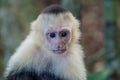 White-headed capuchin monkey Cebus capucinus in National Park Manuel Antonio, Costa Ri