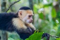 White-headed capuchin monkey Cebus capucinus in National Park Manuel Antonio, Costa Ri