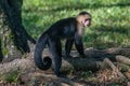 Capuchin monkey Cebus capucinus