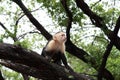 White headed capuchin monkey in Costa Rica
