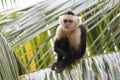 White-headed Capuchin Monkey Sitting in a Palm Tree Royalty Free Stock Photo