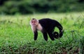 White-headed Capuchin Monkey