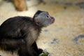 White-headed Capuchin New World monkey of the subfamily Cebinae