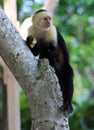 White headed capuchin one hand spider monkey in Costa Rica Royalty Free Stock Photo