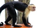 White headed capuchin one hand spider monkey in Costa Rica Royalty Free Stock Photo