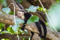 White-headed capuchin relaxing in a tree - Cebus capucinus