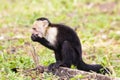 White-headed capuchin trying food - Cebus capucinus