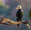 White headed cormorant looking left.tif Royalty Free Stock Photo