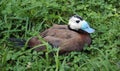 White-headed Duck, Oxyura leucocephala