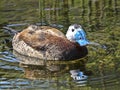 White-headed duck, Oxyura leucocephala, has a beautiful blue beak Royalty Free Stock Photo